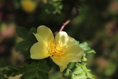 Rosa xanthina 'Canary Bird' - růže zlatožlutá - květ (2)